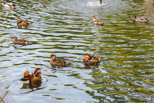 Pássaros numa lagoa. O Conservatório e Jardim Botânico do Ci — Fotografia de Stock