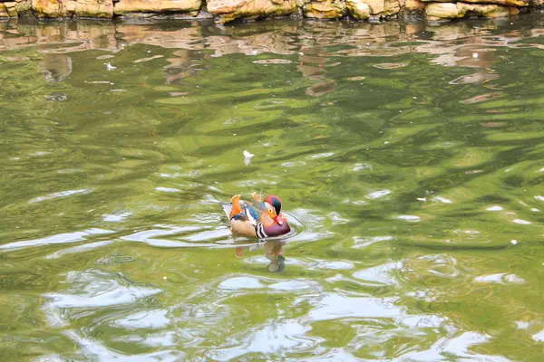 Kuşlar bir havuzda. Kış Bahçesi ve Botanik Bahçesi, CI — Stok fotoğraf