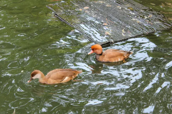 Pássaros numa lagoa. O Conservatório e Jardim Botânico do Ci — Fotografia de Stock