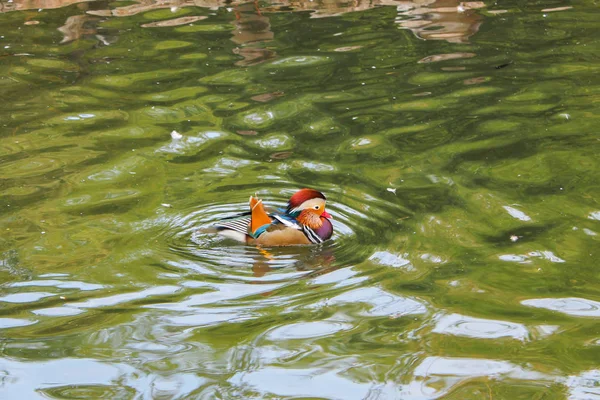 Kuşlar bir havuzda. Kış Bahçesi ve Botanik Bahçesi, CI — Stok fotoğraf