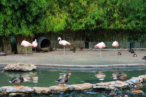 तालाब में पक्षी। सीआई के संरक्षक और वानस्पतिक उद्यान — स्टॉक फ़ोटो, इमेज