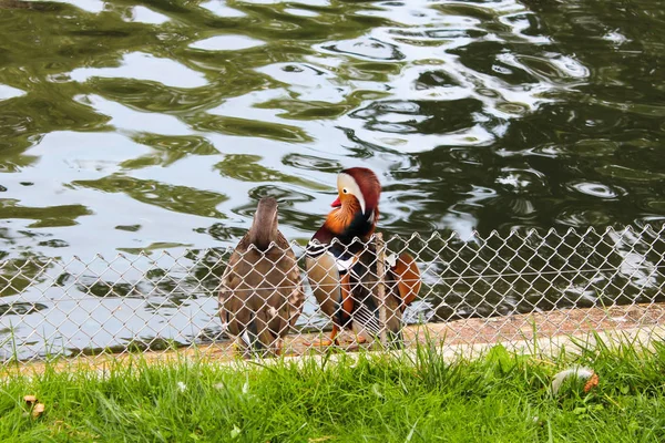 Amor mandarina pato casal — Fotografia de Stock