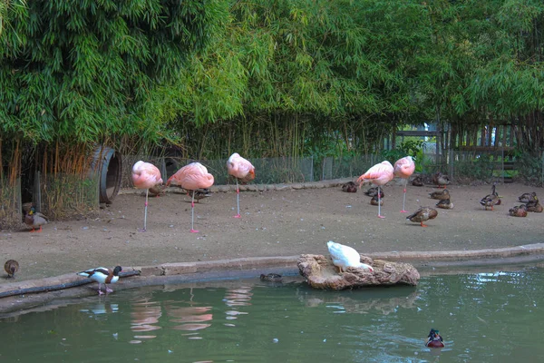 Pájaros en un estanque. El Conservatorio y Jardín Botánico del Ci — Foto de Stock