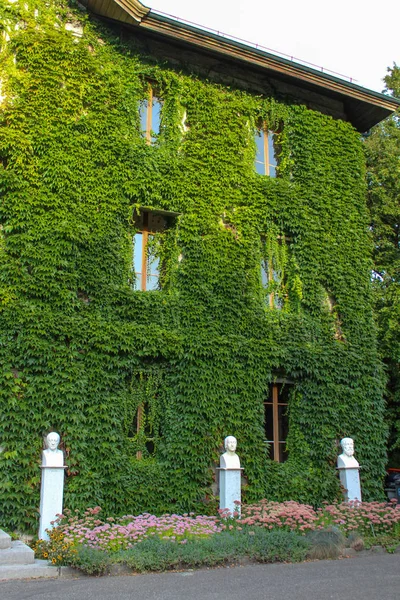 Фасадні покриті плющем в Женеві. Швейцарія. — стокове фото