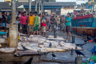 Negombo, Sri Lanka - 05 Aralık 2017. Sağlığa zararlı bir durum.