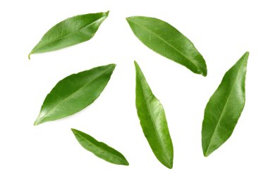 Turunçgil yaprakları beyaz arka planda yalıtılmış. en üstteki görünüm. 