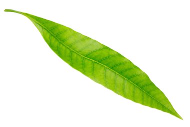 Beyaz arkaplanda yalıtılmış mango yaprağı