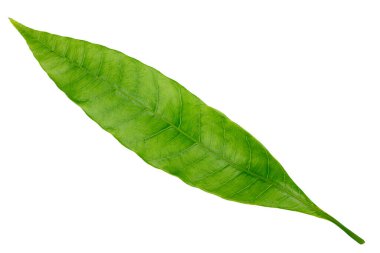 Mango yaprağı beyaz bir arkaplanda izole edilmiş. en üstteki görünüm