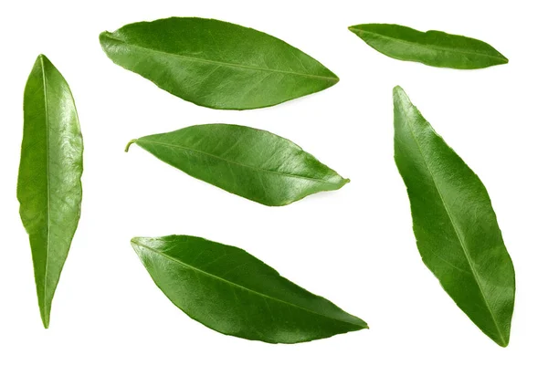 Цитрусовые Листья Изолированы Белом Фоне Вид Сверху — стоковое фото