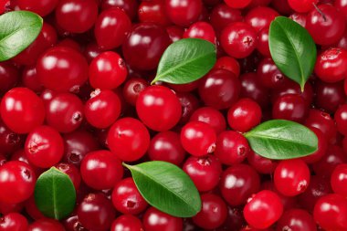 Yapraklı yabanmersini. Kızılcık arka planı. Gıda arkaplanı