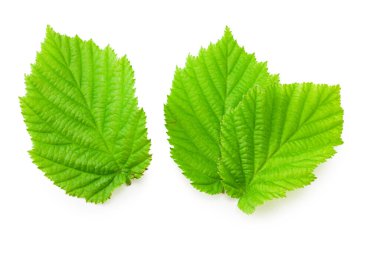 Fındık yaprakları beyaz arka planda izole.