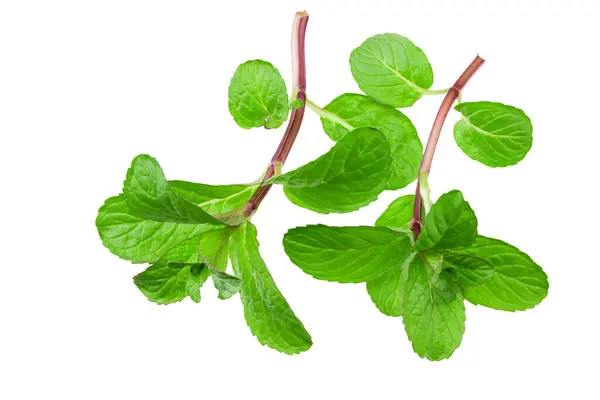Fresh Mint Plant Isolated White Background Top View — Stock Photo, Image