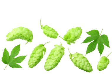 Yeşil yapraklı yeşil sıçrayışlar beyaz arka planda izole edilmiş. en üstteki görünüm