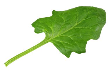Ispanak yaprakları beyaz arka planda izole edilir. Sağlıklı yemek..