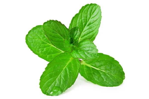 Fresh Mint Plant Isolated White Background — Stock Photo, Image