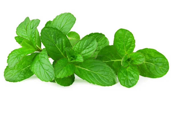 Fresh Mint Plant Isolated White Background — Stock Photo, Image