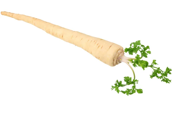 Fresh Parsley Root Isolated White Background — Stock Photo, Image