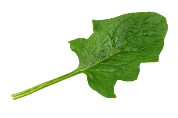 Les Feuilles Épinards Isolent Sur Fond Blanc Une Nourriture Saine — Photo