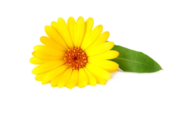 Flores Caléndula Con Hojas Verdes Aisladas Sobre Fondo Blanco Flor —  Fotos de Stock