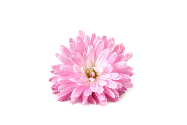 Crisântemo Flor Rosa Brilhante Com Folha Verde Isolada Fundo Branco — Fotografia de Stock