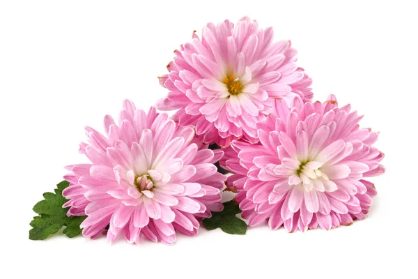 Хризантема Яскраво Рожева Квітка Зеленим Листом Ізольована Білому Тлі — стокове фото