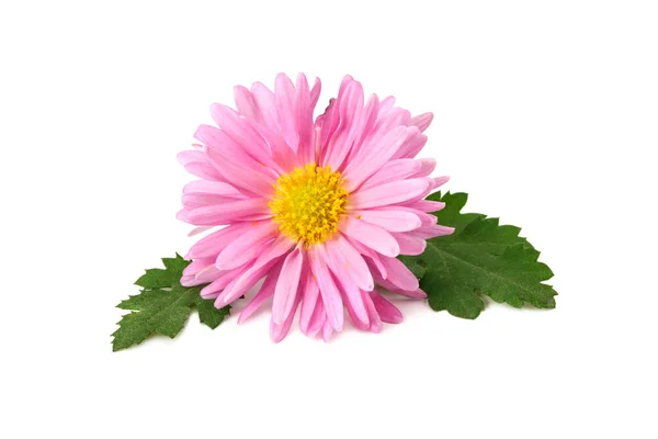 Χρυσάνθεμα Φωτεινό Ροζ Λουλούδι Πράσινο Φύλλο Απομονωμένο Λευκό Φόντο — Φωτογραφία Αρχείου