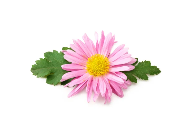 Χρυσάνθεμα Φωτεινό Ροζ Λουλούδι Πράσινο Φύλλο Απομονωμένο Λευκό Φόντο — Φωτογραφία Αρχείου