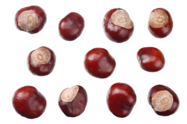 Kestaneler beyaz arka planda izole edilmiş. en üstteki görünüm