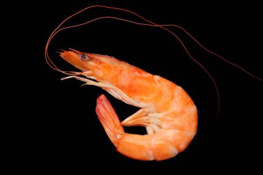 Siyah arka planda izole edilmiş bir karides. en üstteki görünüm