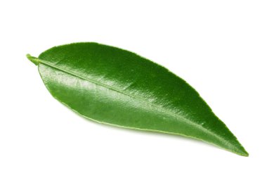 Citrus yaprakları beyaz arkaplanda yalıtılmış.
