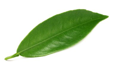 Citrus yaprakları beyaz arkaplanda yalıtılmış.