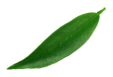 Citrus yaprakları beyaz arkaplanda soyutlanır.