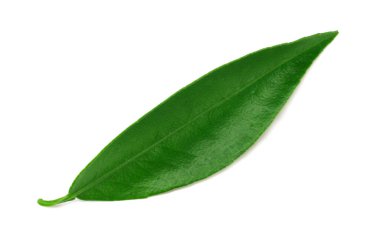 Citrus yaprakları beyaz arkaplanda soyutlanır.