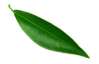 Citrus yaprakları beyaz arkaplanda soyutlanır.