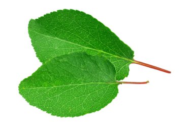 Kayısı yaprakları beyaz arkaplanda izole edilmiş