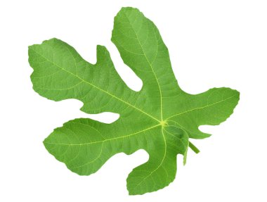 Beyaz arkaplanda incir yaprağı izole