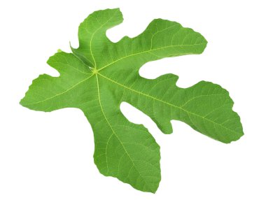 Beyaz arkaplanda incir yaprağı izole