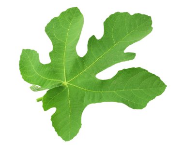 Beyaz arkaplanda incir yaprağı izole