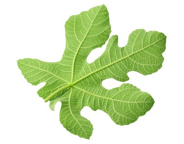 Beyaz arkaplanda incir yaprağı izole