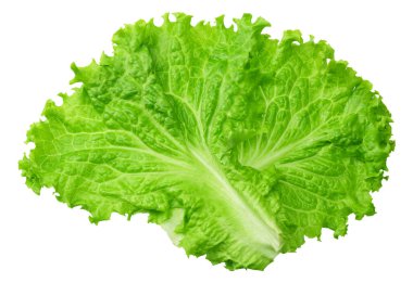 Beyaz arka planda izole edilmiş bir marul yaprağı.