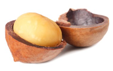 Beyaz bir arka planda soyutlanmış bir Macadamia fıstığının iki yarısı.