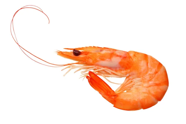 One Shrimp Isolated White Background Top View — Stock Photo, Image