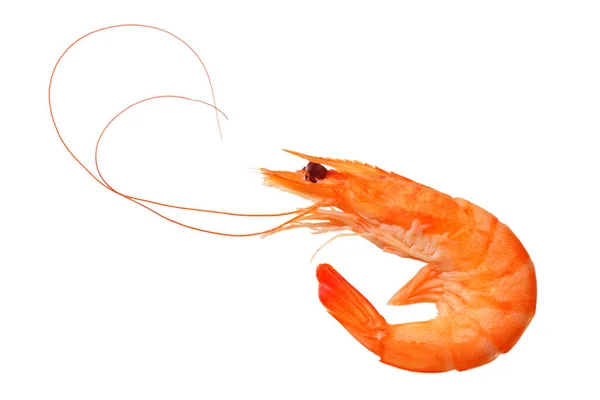 One Shrimp Isolated White Background Top View — Stock Photo, Image