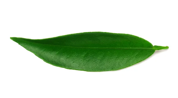 Citrus Leaves Isolated White Background — Stock Photo, Image
