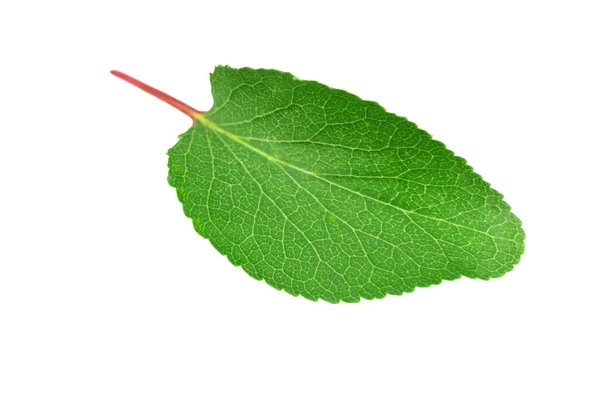 Hoja Albaricoque Aislada Sobre Fondo Blanco — Foto de Stock