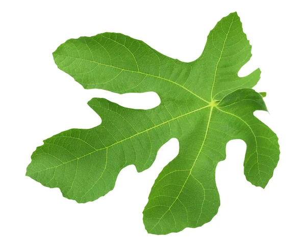 Fig Leaf Isolated White Background — Stock Photo, Image