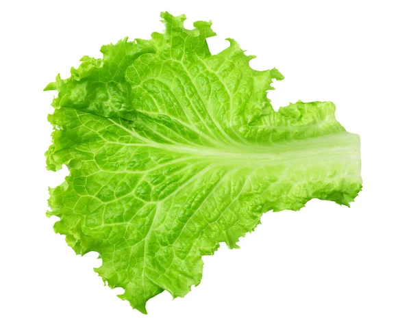 One Lettuce Leaf Isolated White Background — Stock Photo, Image