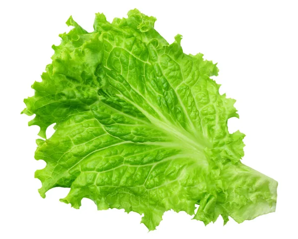 One Lettuce Leaf Isolated White Background — Stock Photo, Image