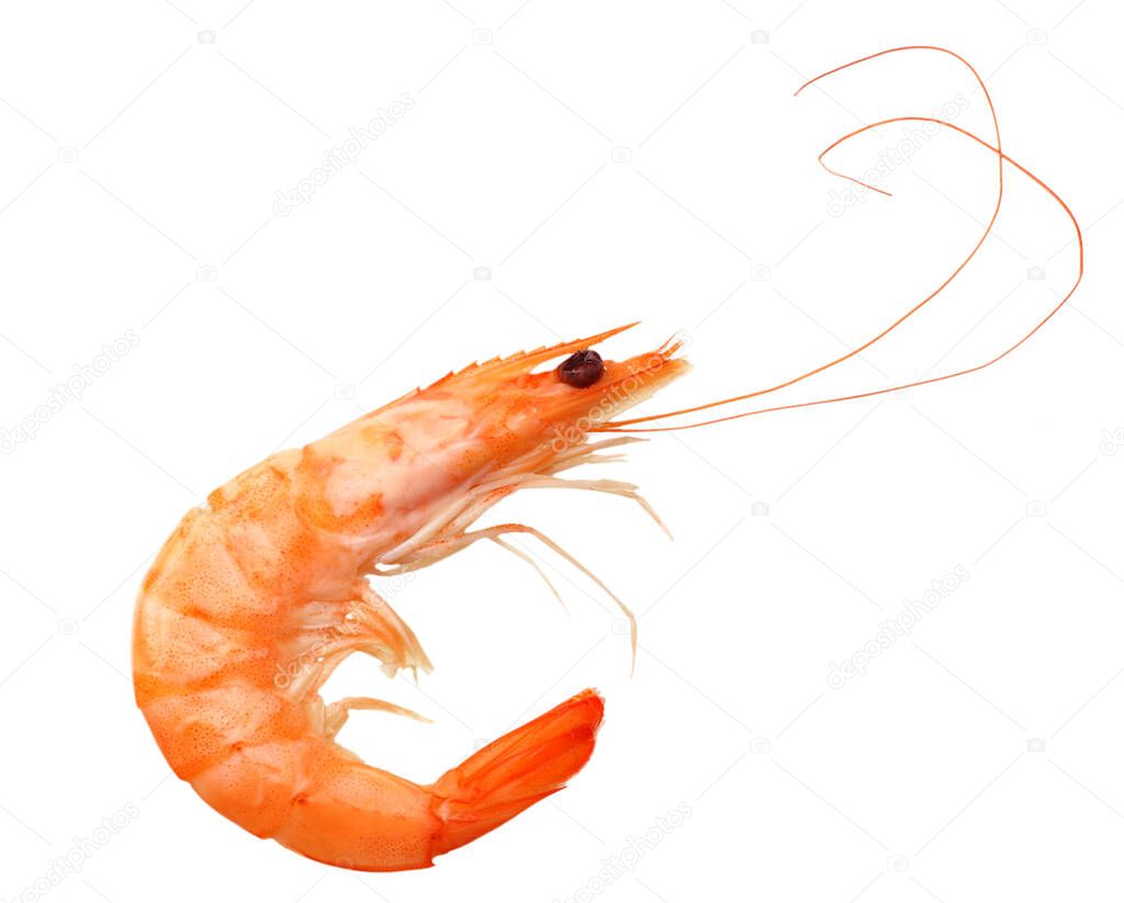 one shrimp isolated on a white background. top view