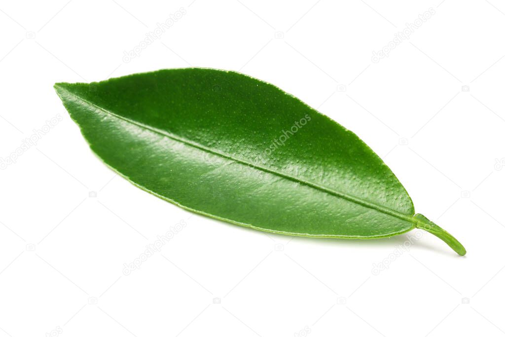 citrus leaves isolated on white background.